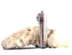 🔷 پروموشن 