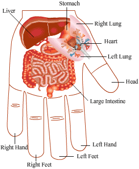 خرید انگشتر حلقه مغناطیس مگنتی درمانی دست لاغری