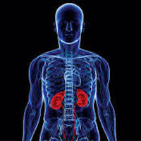 http://www.amega.ir/files/GOD/%D9%86%D9%88%D8%B4%D8%AA%D9%87/kidney.jpg